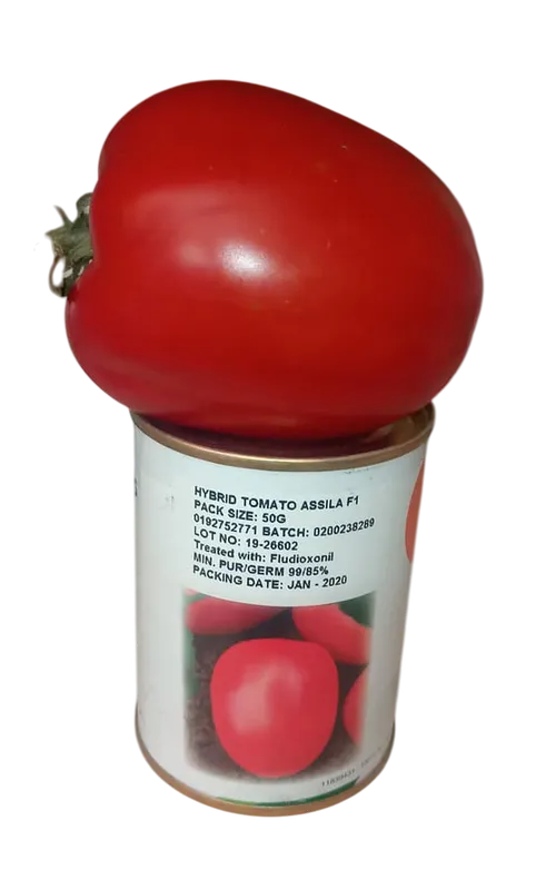 TOMATO ASSILA 1,000 SEEDS SEMI