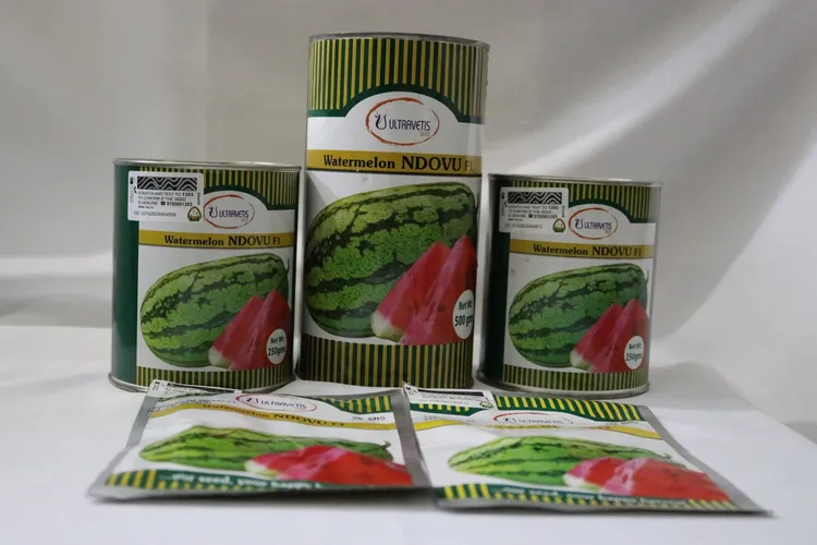 W MELON NDOVU F1  100GM