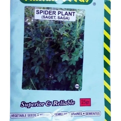 SAGET (SPIDER PLANT)  25GMS SIM