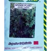 SAGET (SPIDER PLANT)  25GMS SIM
