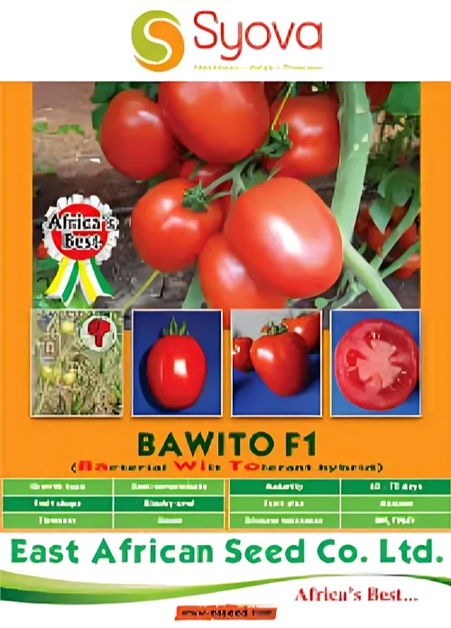 TOMATO BAWITO F1 50GMS EA