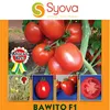 TOMATO BAWITO F1 50GMS EA