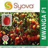 TOMATO MWANGAZA F1 25GMS