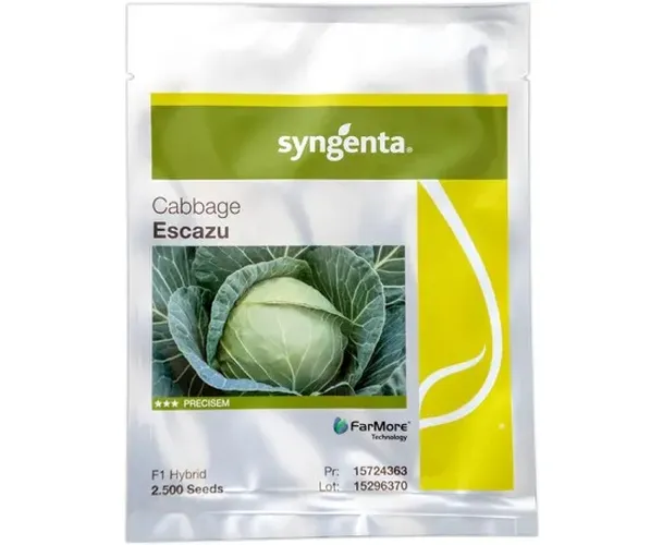 CABBAGE ESCAZU F1 2500 SEEDS SYNGE