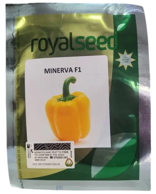 PEPPER MINERVA F1 100SEEDS ROYAL