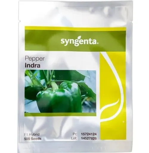 PEPPER INDRA F1 1000 SEEDS(2*500SEEDS)  SYNGE