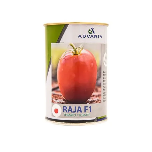 TOMATO RAJA F1 10,000 SEEDS