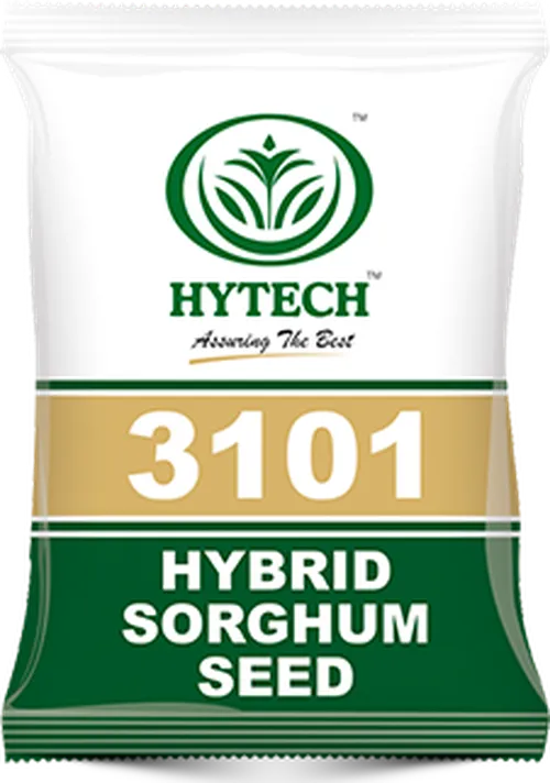 SORGHUM MABROUK 1KG HYTECH