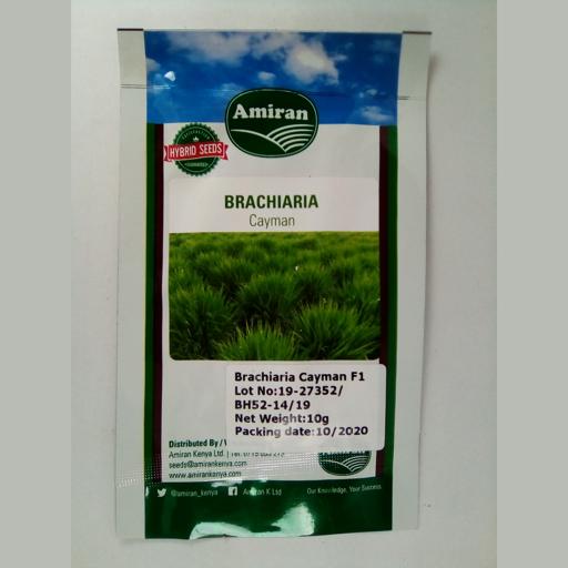 GRASS BRACHLARIA CAYMAN F1 10GMS AMIRAN