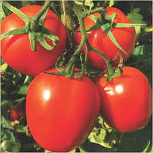 TOMATO ANSAL