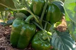 CAPSICUM SUPERBELL