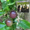 GRAFTED PURPLE PASSION (Small)