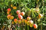 APPLE MANGOES