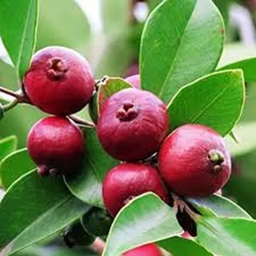 CHERRY GUAVA (Medium)