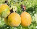 SWEET GRANADILLA PASSION (Small)