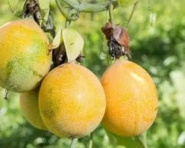 SWEET GRANADILLA PASSION (Small)