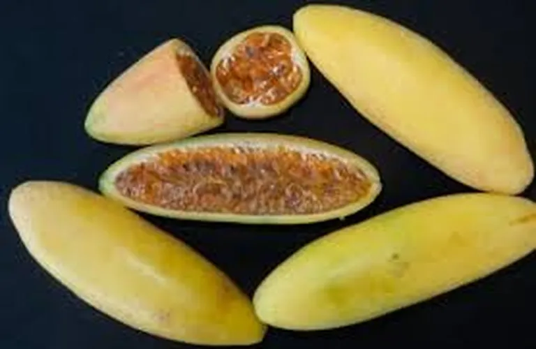 BANANA PASSION (Small)