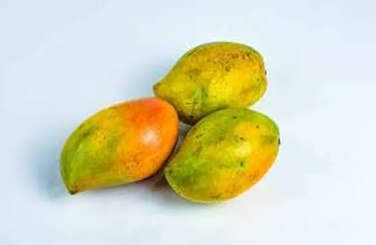 NGOE MANGO (Small)