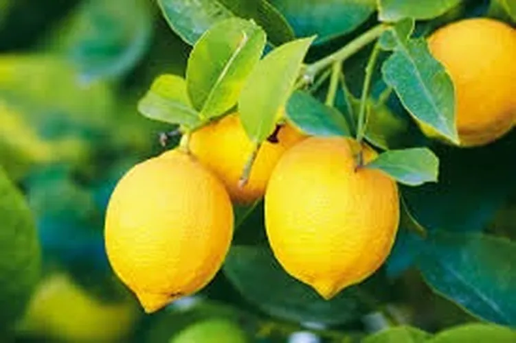 CITRUS LEMON (Small)