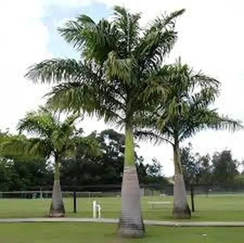 ROYAL PALM (LARGE)