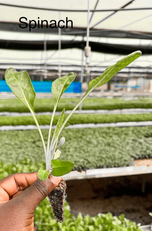 SPINACH